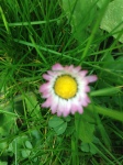 Daisy_in_grass